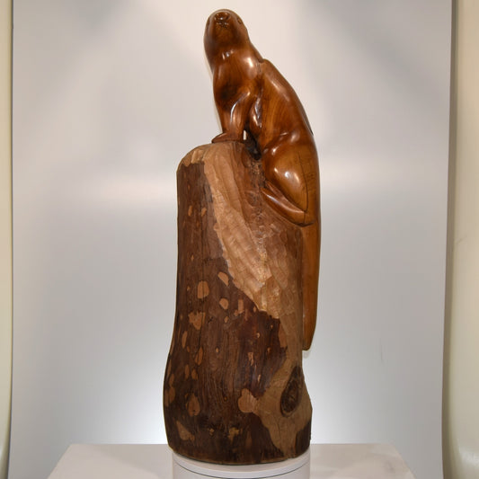 Large and Impressive Sea Otter in Yew signed 'PC' circa 1930 - 50s